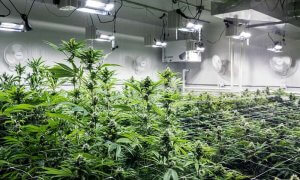 Police face difficulties to complete investigation of Russian home-grown pot case